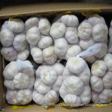 Experienced Supplier of Fresh White Garlic From China